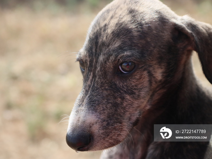 beautiful fast spanish greyhound dog energy hunting race