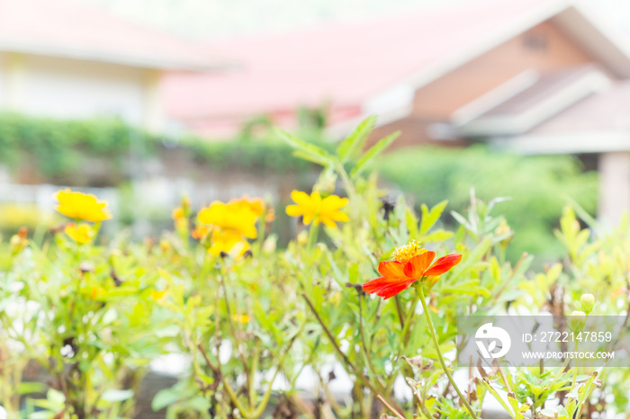 garden and home blurry background