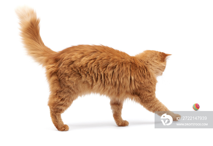 adult fluffy red cat plays with a red ball on a white background