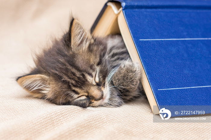 A little kitten sweetly  sleeps  under a thick book. Rest after school_