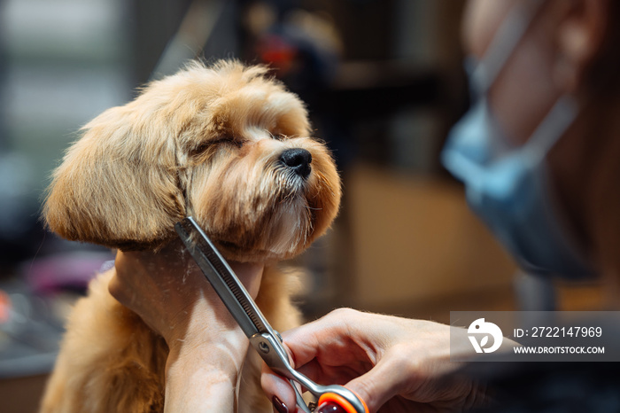 Professional haircut of the dog’s head. The master cuts wool with scissors.