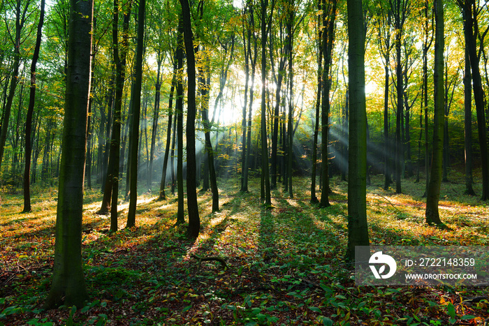 Forest landscape