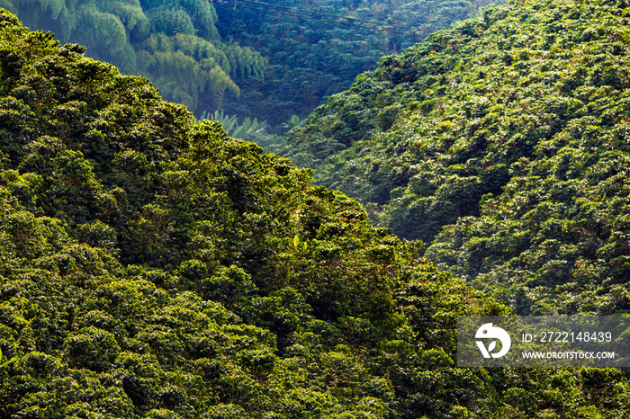 Coffee plantation in Colombia, South America