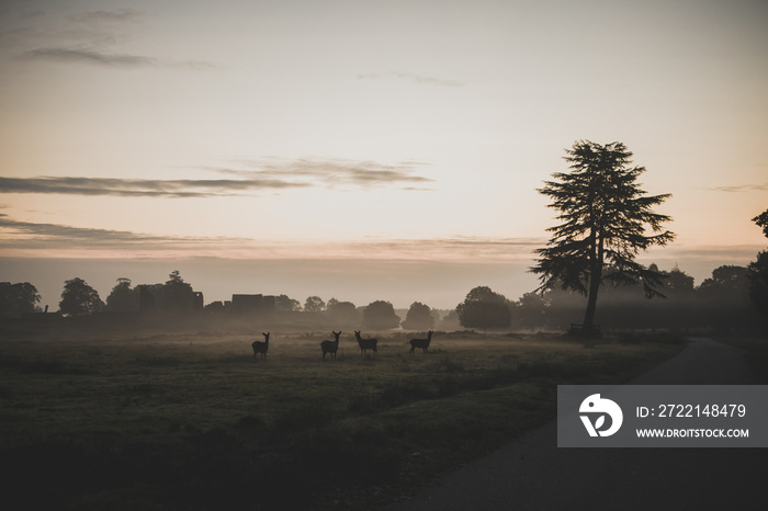 Red deer sunrise landscape