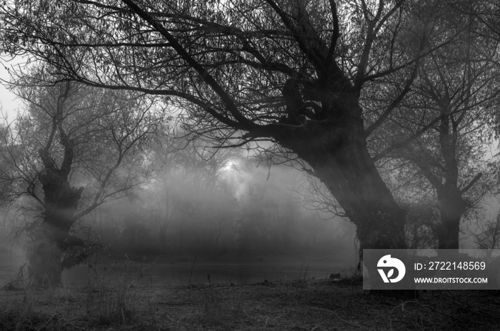 Creepy dark landscape showing forest beside misty swamp at autumn sunset in black and white