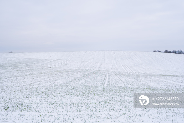 Wheat field covered with snow in winter season. Winter wheat. Green grass, lawn under the snow. Harvest in the cold. Growing grain crops for bread. Agriculture process with a crop cultures.