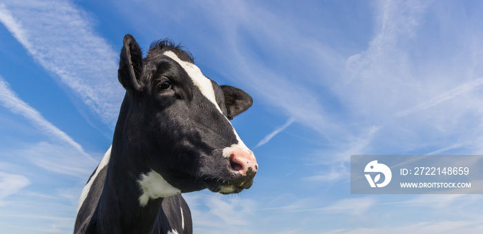 Portrait of a dutch black and white cow