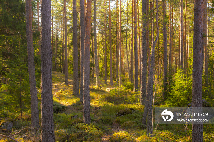 Summer forest in Finland