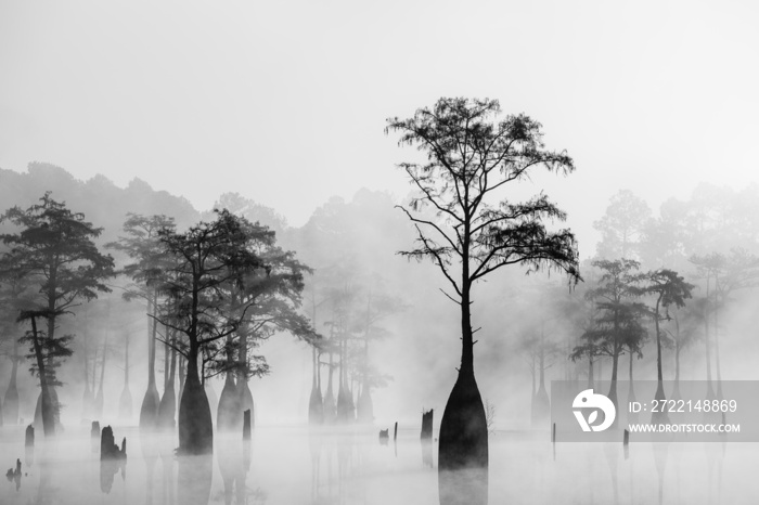 Foggy morning at Cypress Swamp