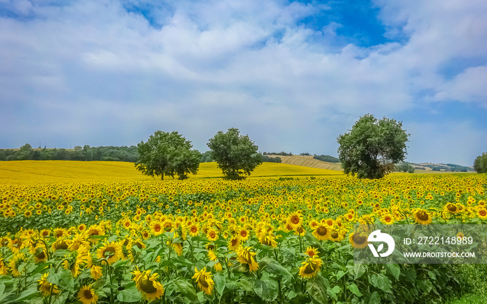 Fleurs de tournesols dans un champs avec la lumière du soleil.