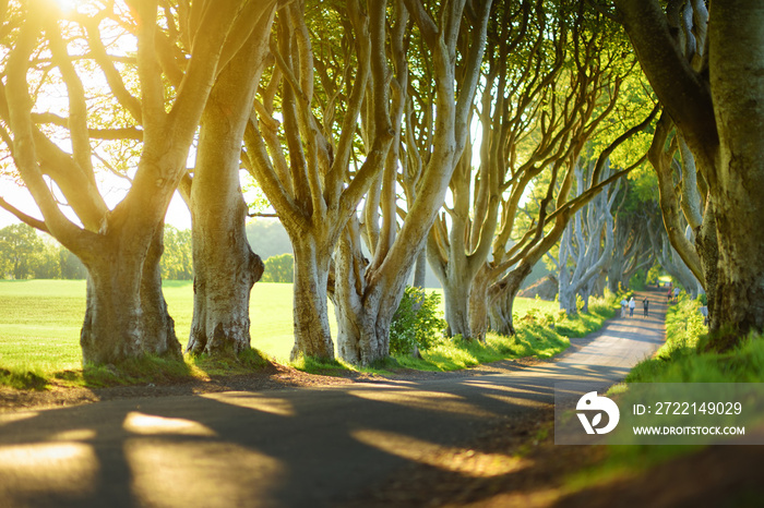 The Dark Hedges, an avenue of beech trees along Bregagh Road in County Antrim, Nothern Ireland