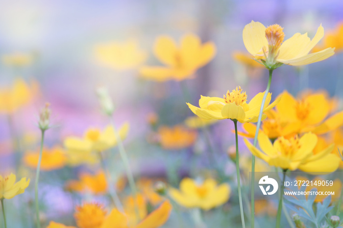 close up beautiful yellow flower and purple blue sky blur landscape natural outdoor background