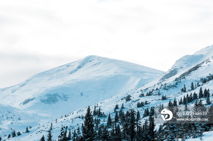 Scenic view of snowy mountains with pine trees in white fluffy clouds