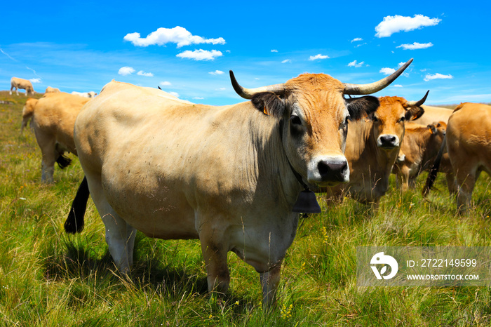 beautiful cow in meadow- Aubrac cow