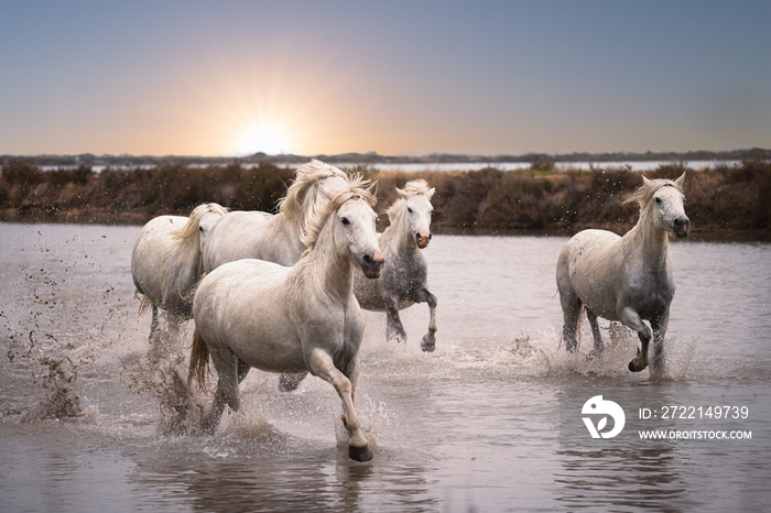 Camargue horses