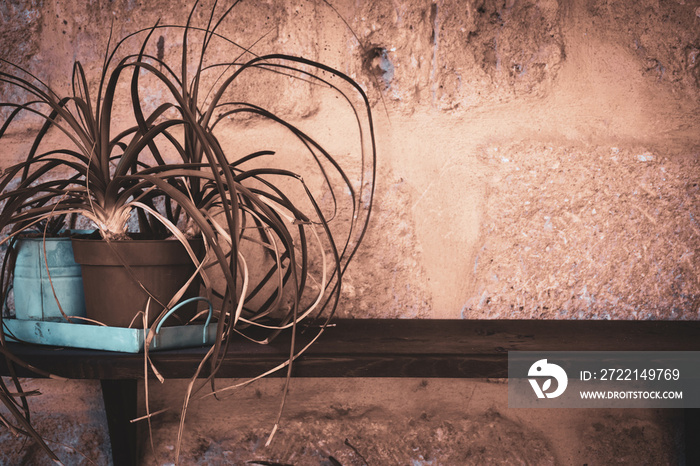 Betonish Tillandsia flowers or potted flower, pots on a board hanging on an old stone wall, vintage