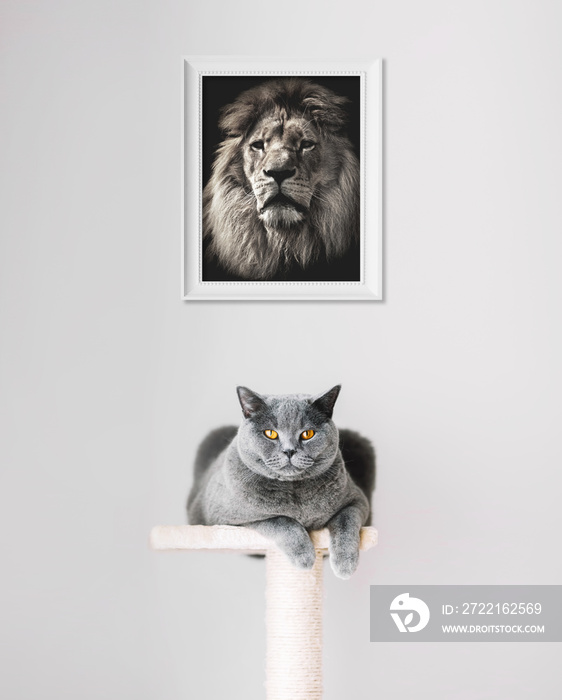 British Shorthair cat and lion portrait above.