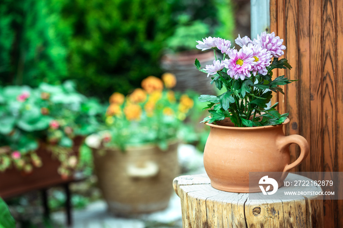 Chrysanthemum in terracotta flower pot at tree stump. Flowers decoration in ornamental garden