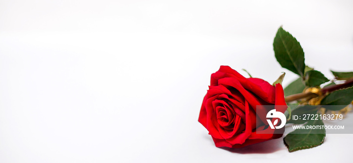 A beautiful red rose with green leaves lies in the right corner on a white background. The concept o