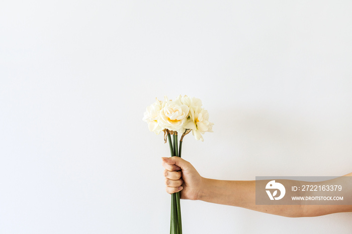 Female hand hold narcissus flowers bouquet on white background. Flat lay, top view minimal floral co