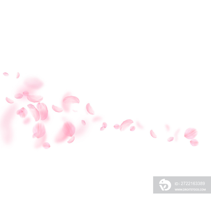 Sakura petals falling down. Romantic pink flowers comet. Flying petals on white square background. L