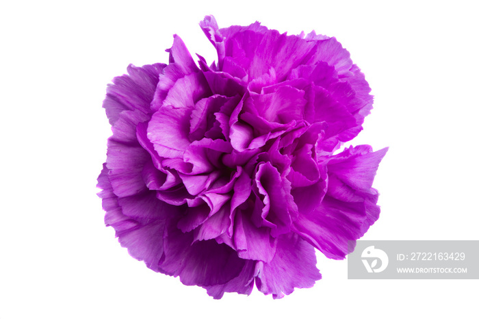 purple carnation isolated