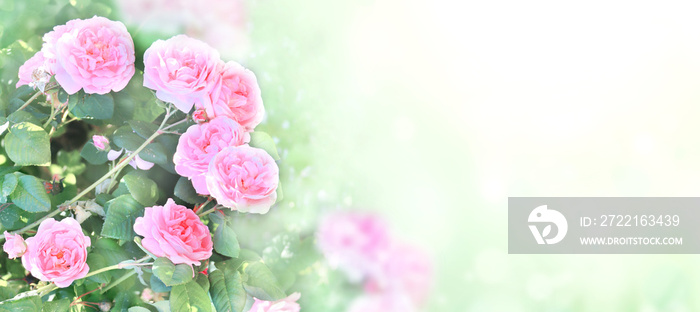 Sunny summer background with pink rose flowers