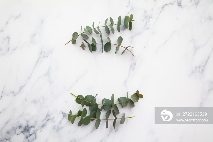 Border of eucalyptus leaves on a marble background. Lay flat