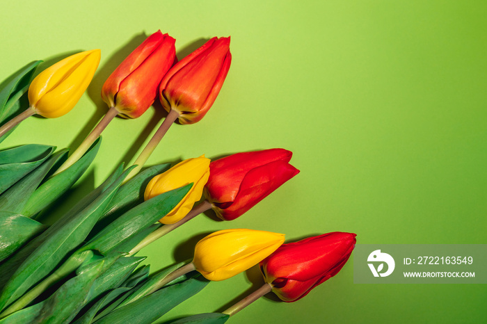 Bouquet of multi-colored tulips on a green background. Greeting card for Mothers Day, International