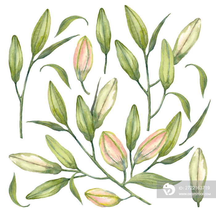 Royal lilies. Set of branches of ily buds. Watercolor flowers. Illustration on a white background.