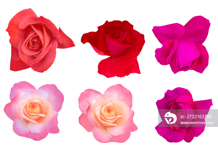 Blurred for Background.Beautiful rose isolated on the white background. Photo with clipping path.