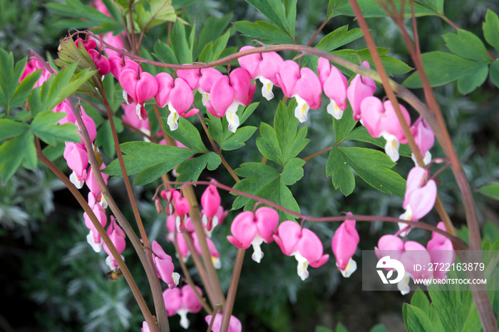 Dicentra spectabilis also known as Venuss car, bleeding heart, or lyre flower