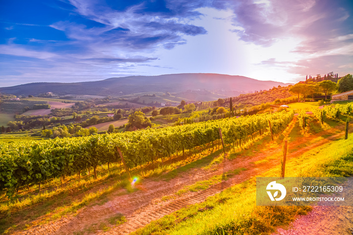 Tuscany vineyards