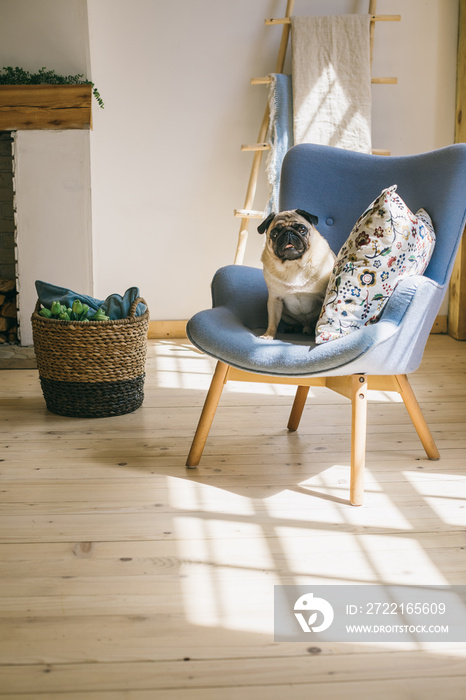 Dog pug is sitting on blue chair in light Scandinavian style interior