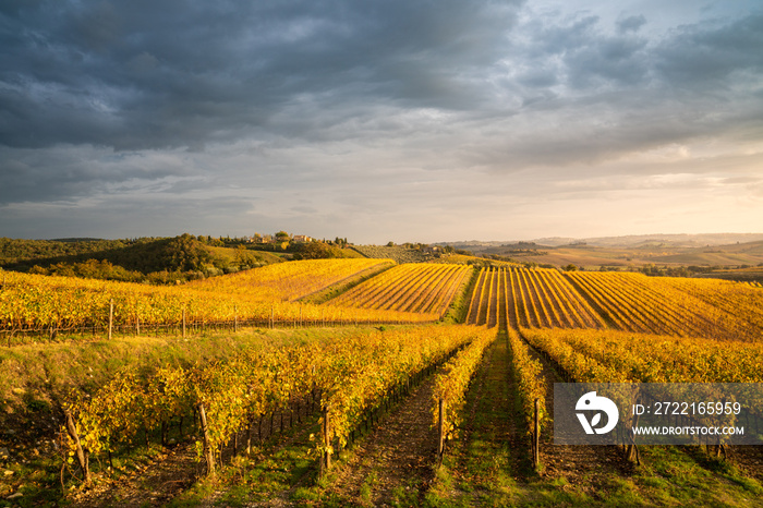 Golden vineyards in autumn at sunset, Chianti Region, Tuscany, Italy