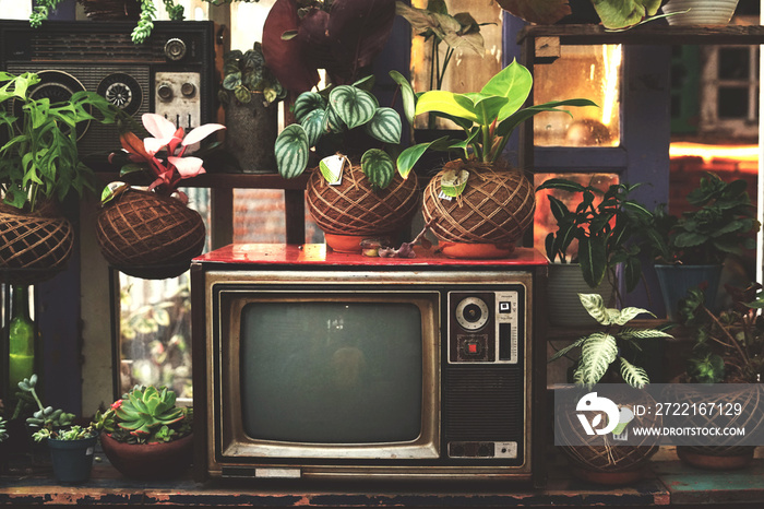 Vintage and retro television surrounded by decorative plant