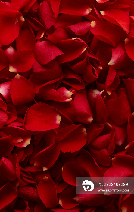 Red petals rose flower texture background