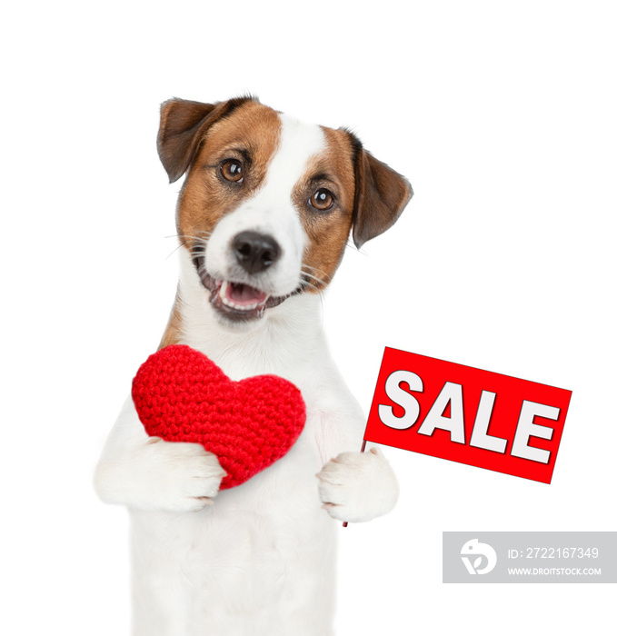 Jack russel terrier puppy holds the red heart and shows signboard with labeled  sale . isolated on w