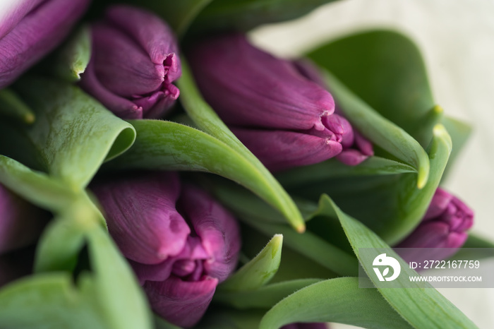 Closeup of purple tulips bouquet