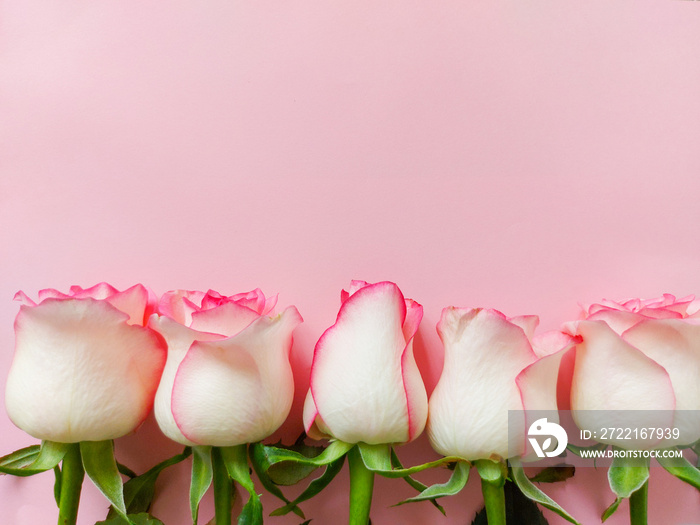 pink roses on the pink background