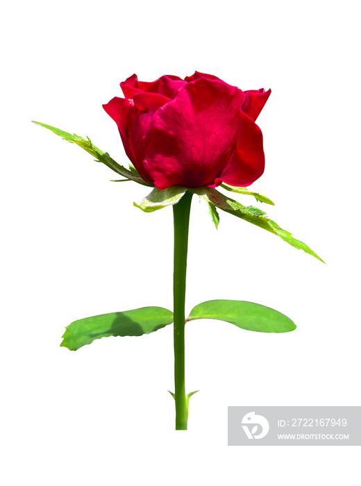 red rose isolated