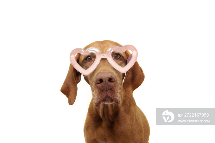 portrait lovely pointer dog in pink heart shaped glasses celebrating valentines day. Isolated on wh