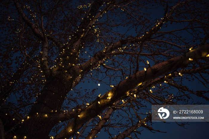 bare winter tree branches wrapped with string of white lights outdoor holiday decorations at dusk wi