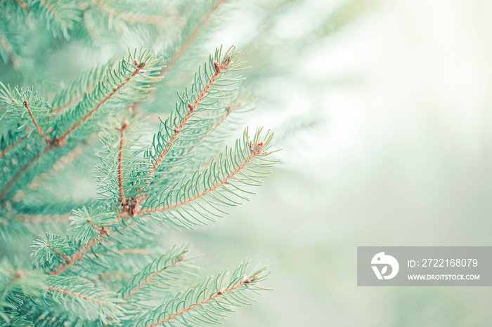 Christmas background. Beautiful natural fir tree background. Light teal green pine tree branches wit