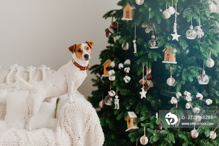 Winter holiday and domestic atmosphere concept. Jack russell terrier dog poses near decorated Christ