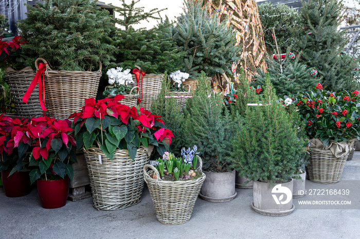 Variery of winter plant decoratinos for home garden such as picea in pots, different Christmas trees
