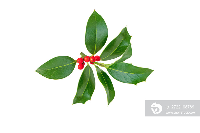 Christmas holly branch. Xmas decoration plant with green glossy leaves and red berries isolated png