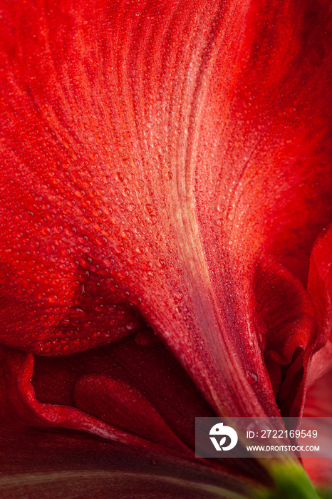 red winter christmas flower amaryllis Merry Christmas close-up