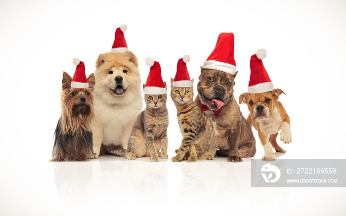 lovely group of brown cats and dogs wearing santa hats