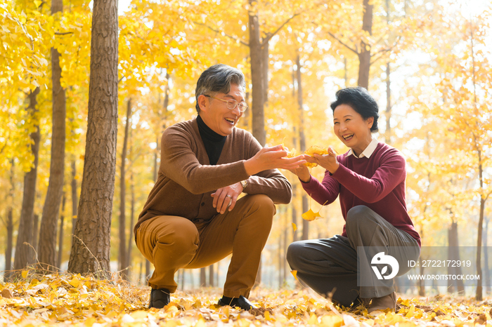 在银杏林散步的老年夫妻